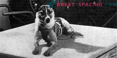 Laika preparation for space launch
