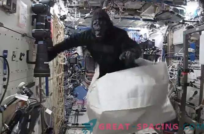 L'astronaute a plaisanté avec l'aide d'un costume de singe sur la station spatiale