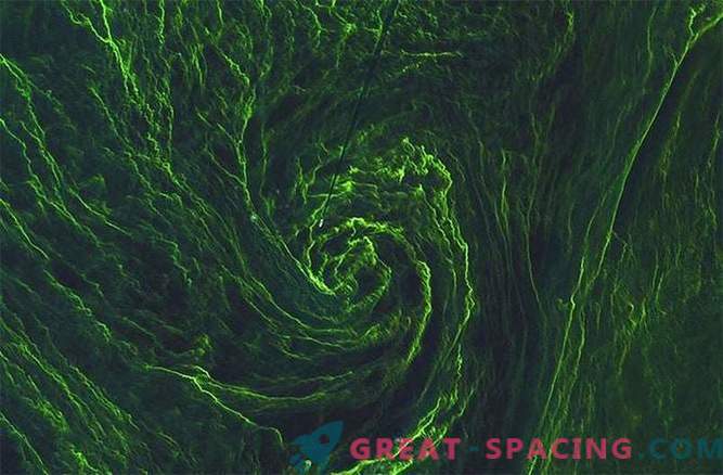 Le satellite capture un tourbillon d'algues vertes