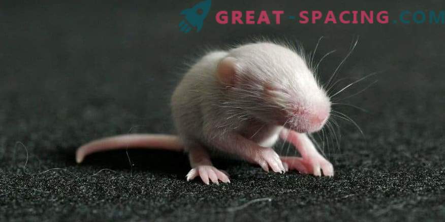 Des souris sont nées de spermatozoïdes après avoir passé 9 mois dans l'espace