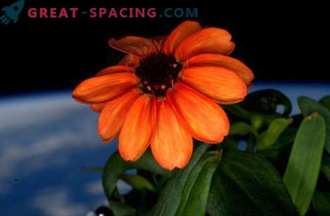 Zinnia a fleuri à bord de l'ISS